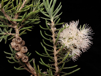 APII jpeg image of Melaleuca subfalcata  © contact APII