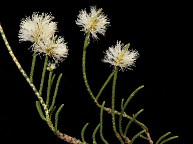 APII jpeg image of Melaleuca thyoides  © contact APII