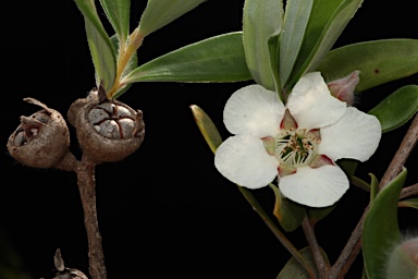 APII jpeg image of Leptospermum deuense  © contact APII