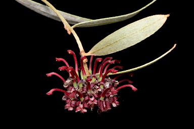 APII jpeg image of Grevillea evansiana  © contact APII