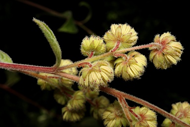 APII jpeg image of Dodonaea hispidula  © contact APII