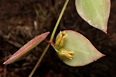 APII jpeg image of Dischidia ovata  © contact APII