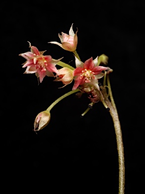 APII jpeg image of Drosera adelae  © contact APII