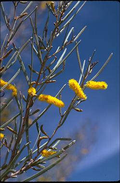 APII jpeg image of Acacia aneura  © contact APII