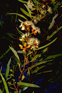 APII jpeg image of Eucalyptus calycogona  © contact APII