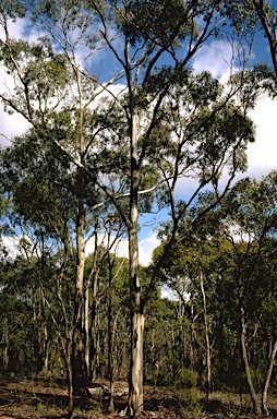 APII jpeg image of Eucalyptus leucoxylon  © contact APII