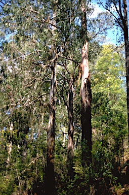 APII jpeg image of Eucalyptus regnans  © contact APII