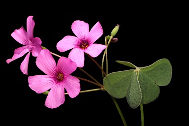 APII jpeg image of Oxalis articulata  © contact APII