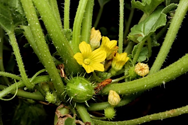 APII jpeg image of Cucumis myriocarpus subsp. myriocarpus  © contact APII