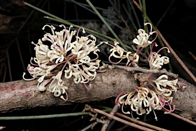 APII jpeg image of Hakea cycloptera  © contact APII