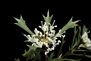 APII jpeg image of Hakea varia  © contact APII