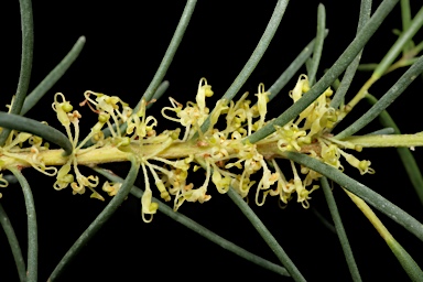 APII jpeg image of Hakea nodosa  © contact APII