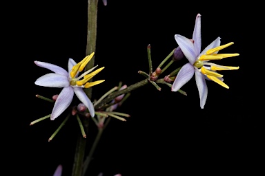 APII jpeg image of Dianella atraxis  © contact APII