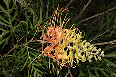 APII jpeg image of Grevillea 'Peaches and Cream'  © contact APII