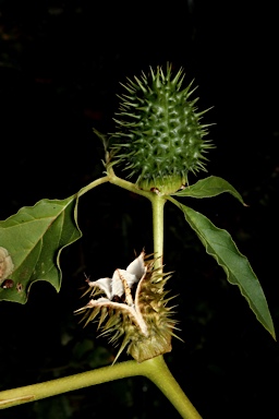 APII jpeg image of Datura stramonium  © contact APII