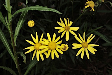 APII jpeg image of Senecio madagascariensis  © contact APII