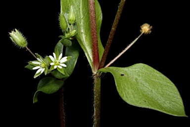 APII jpeg image of Stellaria media  © contact APII