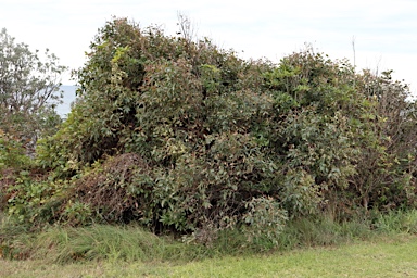 APII jpeg image of Eucalyptus botryoides  © contact APII