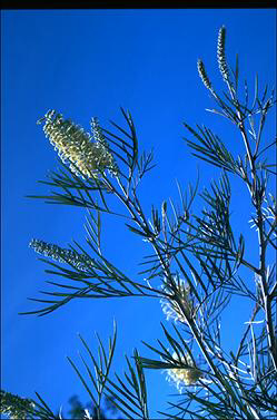 APII jpeg image of Grevillea 'Parfait Creme'  © contact APII