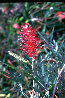 APII jpeg image of Grevillea 'Pink Parfait'  © contact APII