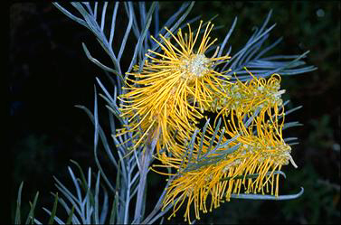 APII jpeg image of Grevillea 'Sandra Gordon'  © contact APII