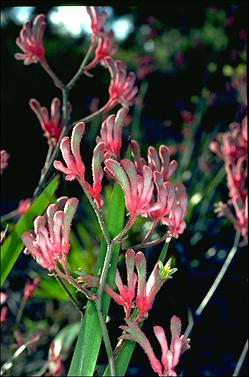 APII jpeg image of Anigozanthos 'Pink Joey'  © contact APII