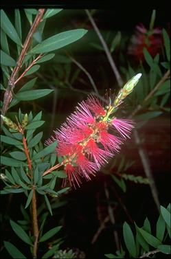 APII jpeg image of Callistemon 'Reeve's Pink'  © contact APII