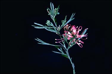 APII jpeg image of Grevillea 'Chatsworth Lorran'  © contact APII