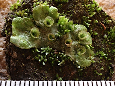 APII jpeg image of Marchantia polymorpha  © contact APII