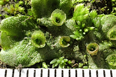 APII jpeg image of Marchantia polymorpha  © contact APII