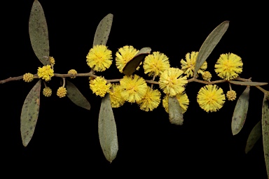 APII jpeg image of Acacia verniciflua  © contact APII