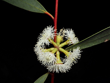 APII jpeg image of Eucalyptus gregsoniana  © contact APII