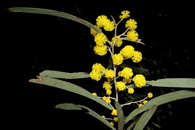 APII jpeg image of Acacia caesiella  © contact APII