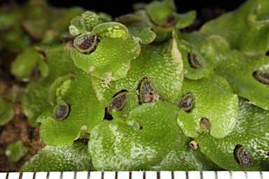 APII jpeg image of Lunularia cruciata  © contact APII