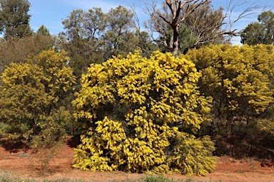 APII jpeg image of Acacia hakeoides  © contact APII