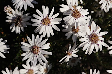 APII jpeg image of Olearia iodochroa  © contact APII