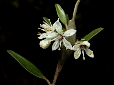 APII jpeg image of Nematolepis squamea subsp. retusa  © contact APII