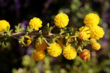 APII jpeg image of Acacia guinetii  © contact APII