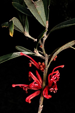 APII jpeg image of Grevillea dimorpha  © contact APII