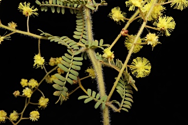 APII jpeg image of Acacia pubescens  © contact APII