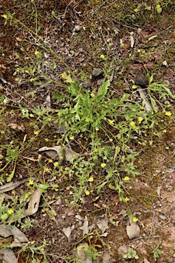 APII jpeg image of Goodenia pusilliflora  © contact APII