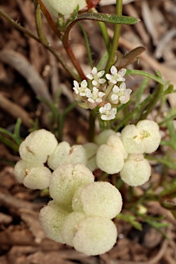 APII jpeg image of Trachymene ornata  © contact APII