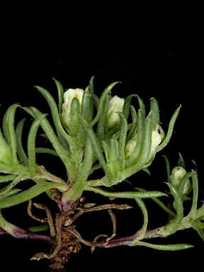 APII jpeg image of Hyalosperma demissum  © contact APII