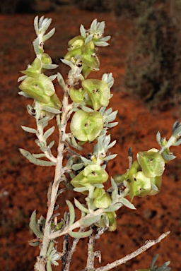 APII jpeg image of Maireana tomentosa subsp. urceolata  © contact APII