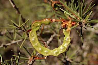 APII jpeg image of Acacia tetragonophylla  © contact APII