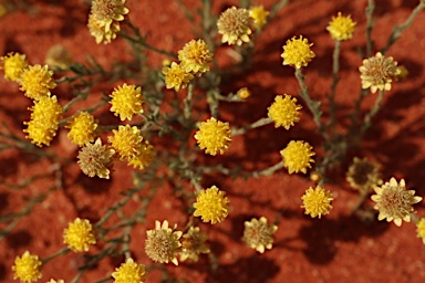 APII jpeg image of Hyalosperma glutinosum subsp. glutinosum  © contact APII