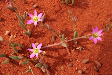 APII jpeg image of Calandrinia ptychosperma  © contact APII