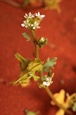 APII jpeg image of Trachymene ceratocarpa  © contact APII