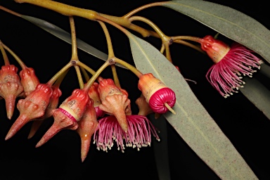 APII jpeg image of Eucalyptus torquata  © contact APII