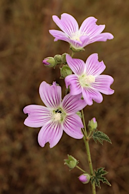 APII jpeg image of Malva preissiana  © contact APII